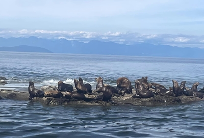 whale watching 3 400