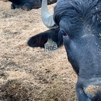 Buffalo and Bison Farm Tour